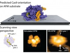 Researchers predict protein placement on AFM substrates